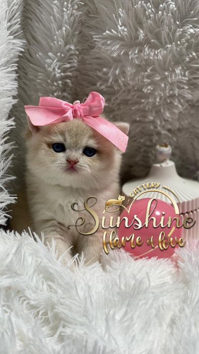 Шиншилловые британские котятки