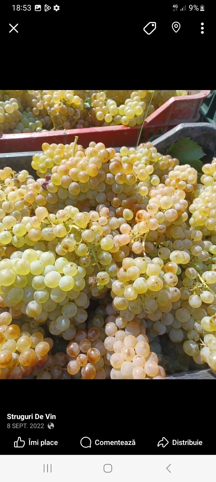 Struguri de vin calitatea întâi a producția 2025 Livrăm în toată țara