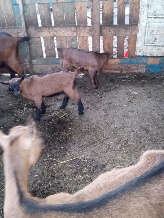 Vand țap alpin francez