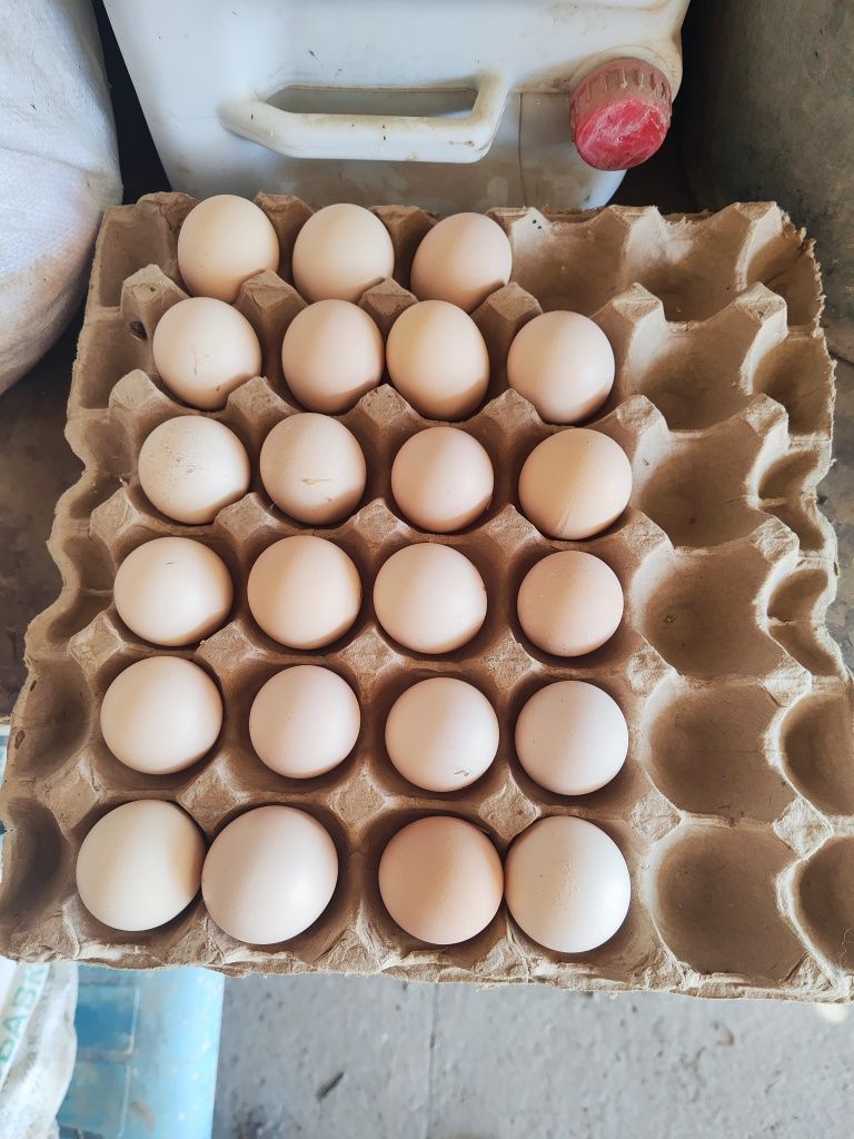 Продам яйцы от Дакана