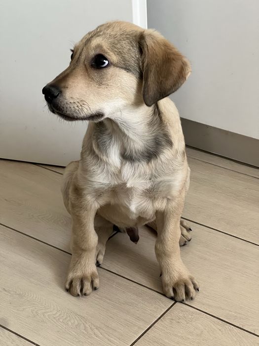 Cățel spre adoptie