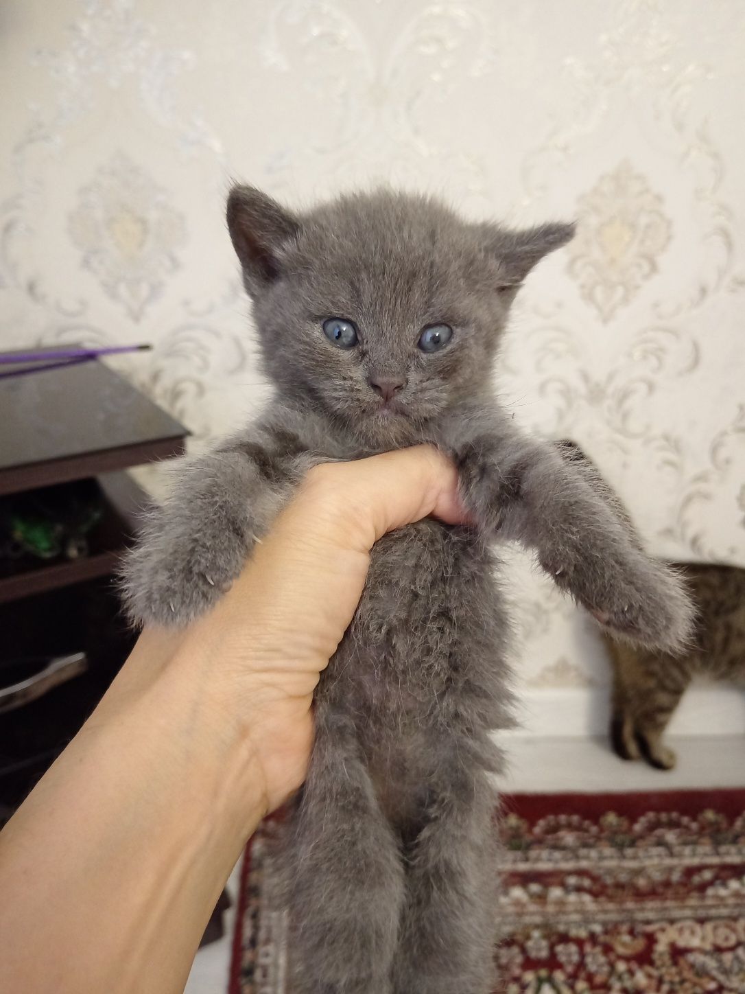 Чистокровные котята