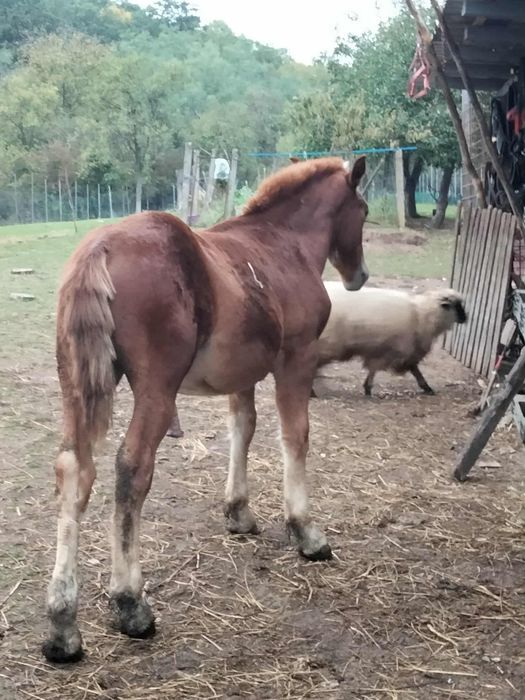 Vand manz de 5 luni pret 3500 lei