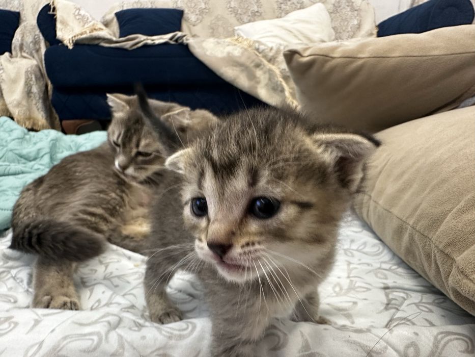 Котенок метис вислоухого