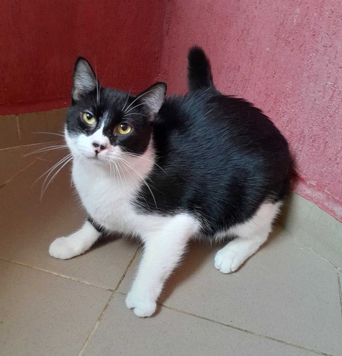 Adoptie pisica neagra castrata Seherezada