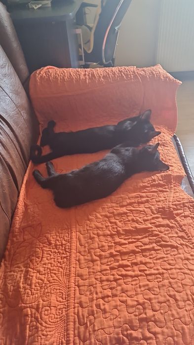 Donez pui de pisică domestică