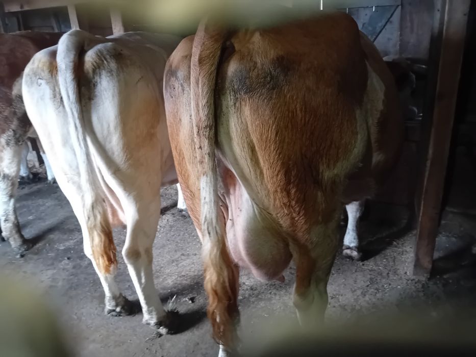 Vând 4 vaci 3 cu lapte una urmează sa fete