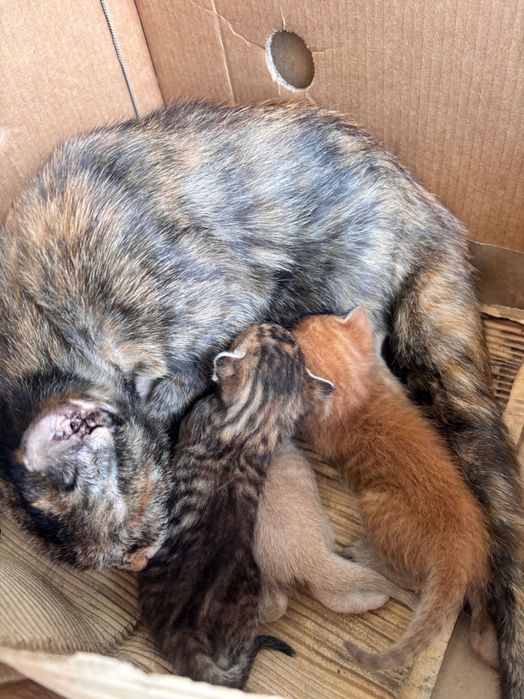 Pisici pentru adopție GRATIS