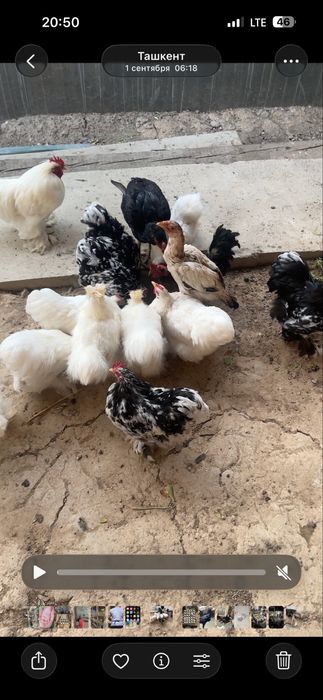 Tovuq xoroz karlik koxla xarhil 150 min dan donaga optim kelishamiz