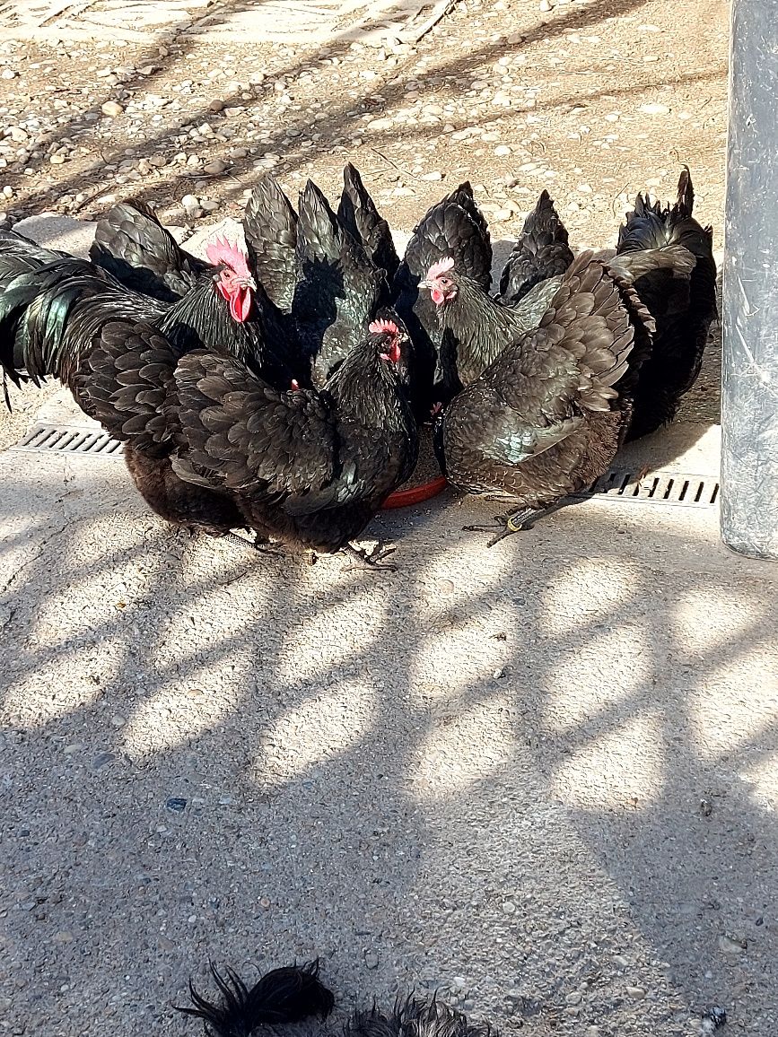 Pui australorp negru