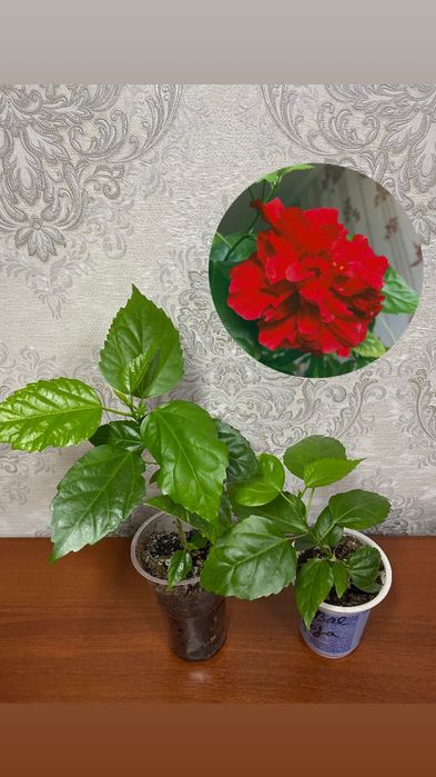 Махровая Роза 800тг шт