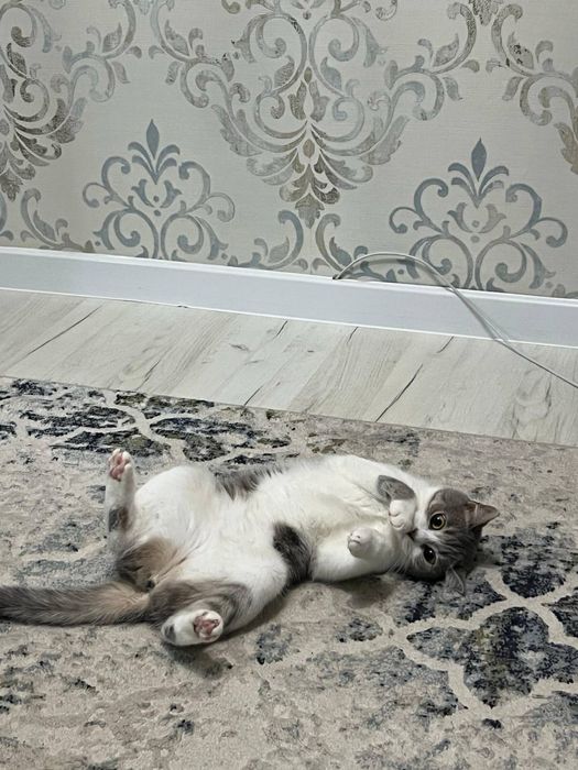 Отдам кошку в добрые руки