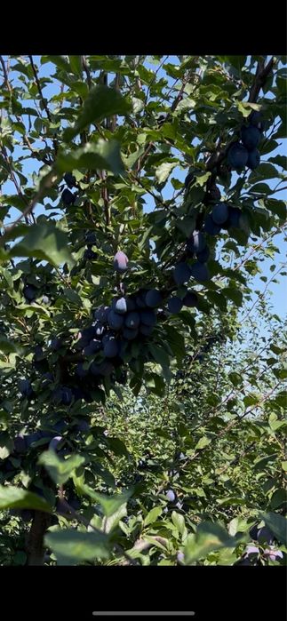 Prune Stanley pentru tuica