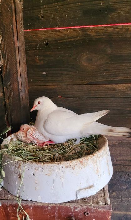 Turturele răzătoare