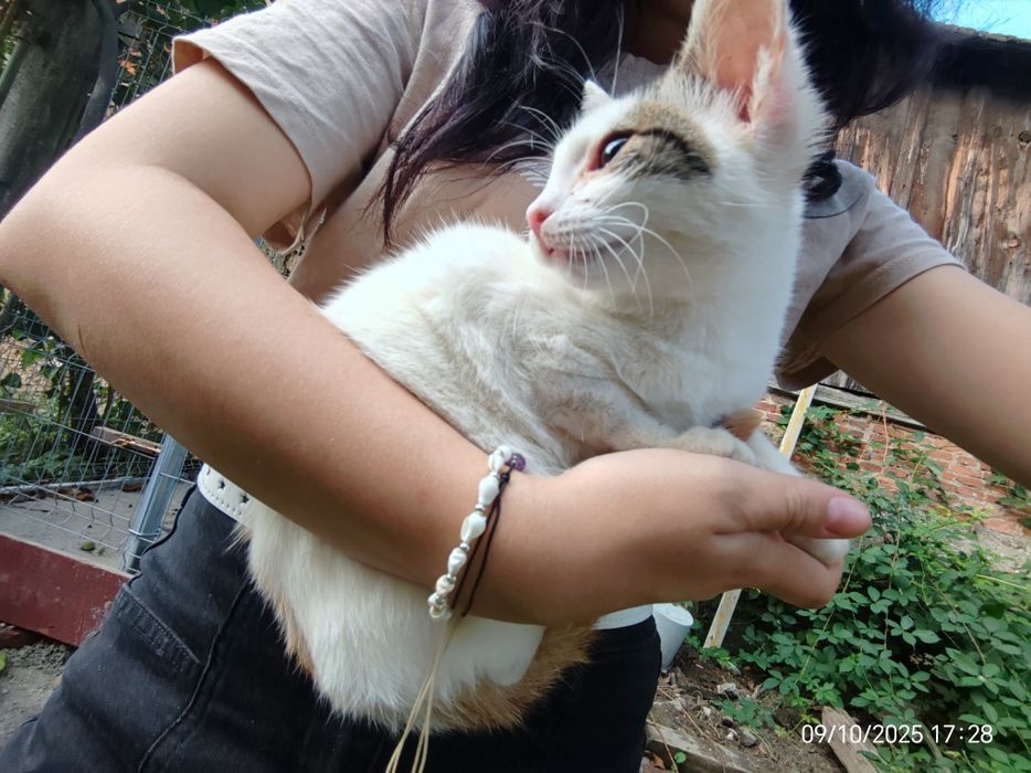 Pisicuța caută stăpân