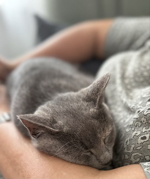 Нежно коте, кастрирано, безплатно