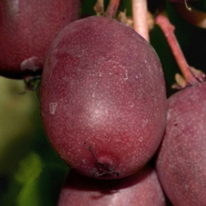 Kiwi La Ghiveci (Ken's Red )