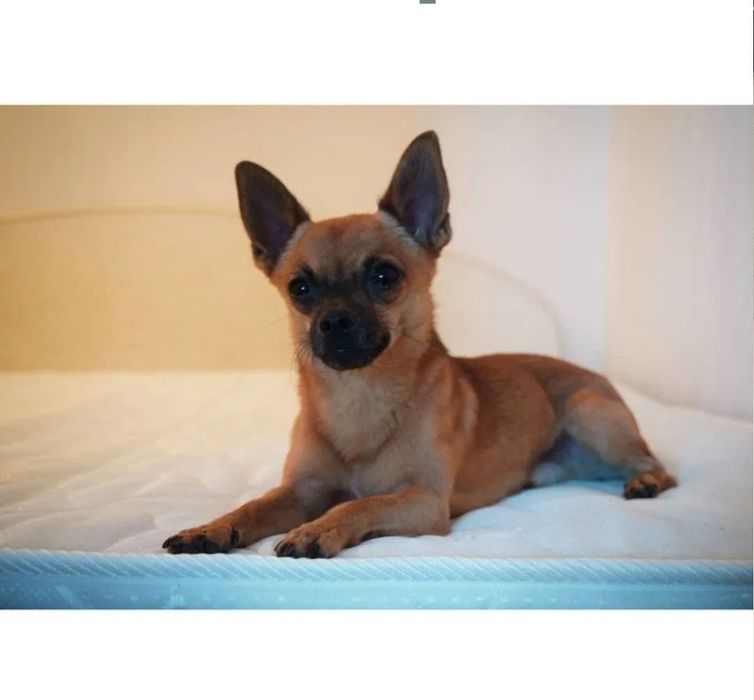 Вязка Чихуахуа кабель