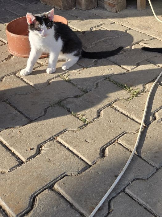 Pui de pisica ,4 fete și un băiat în vârstă de 3 luni