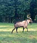 Capre alpin franceze