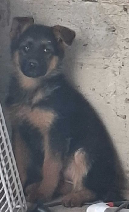 Немски   Овчарки