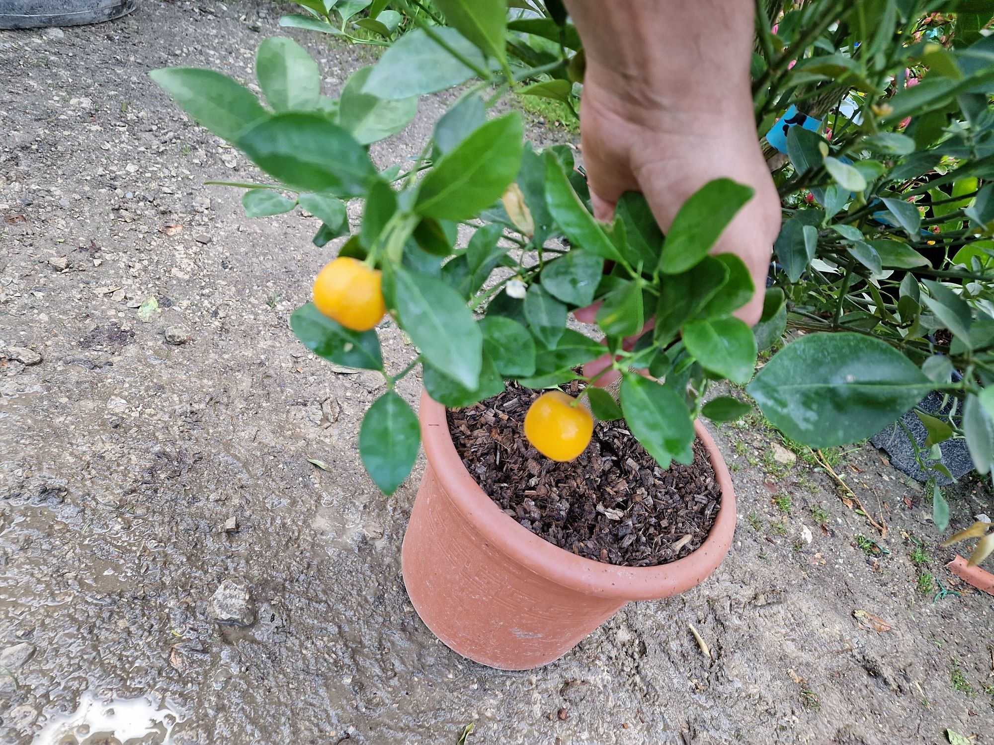 Plante ornamentale interior - exterior ( lamai, mandarin,maslin, cycas