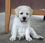 Labrador retriever mascul carte de origine tip A parinti campioni