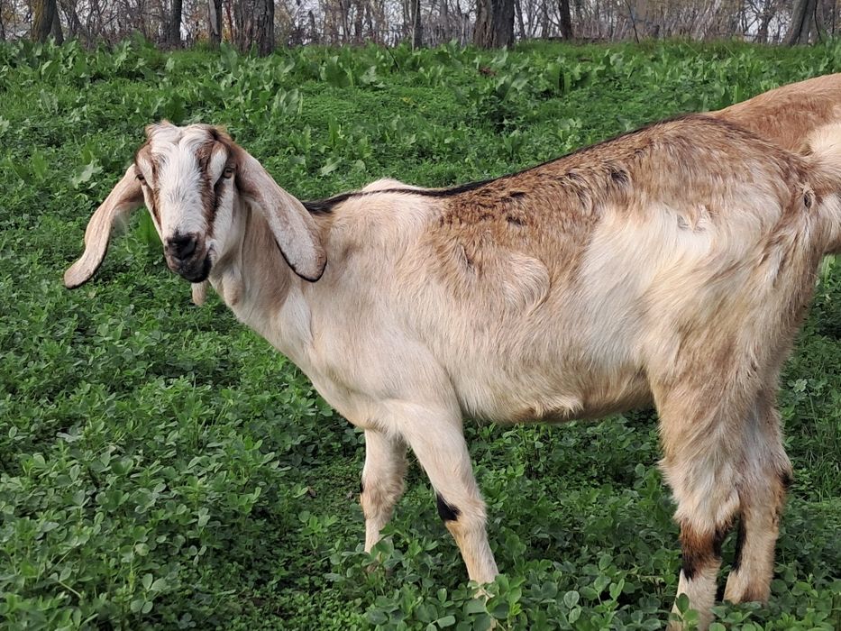 Vând capra anglo -nubiana
