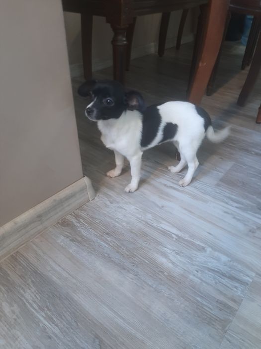 Чихуахуа момиченце