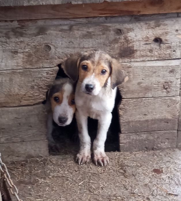 Русская пегая. От рабочих родителей