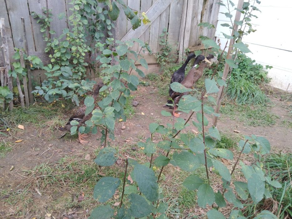 Rațe alergătoare indiene