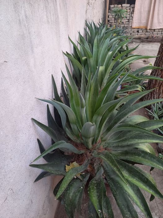 Agava guli narhi 30 000som gul sifati alo darajada