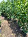 Plante ornamentale la prețuri de producător :
- tuia smaragd ( 1,2m -