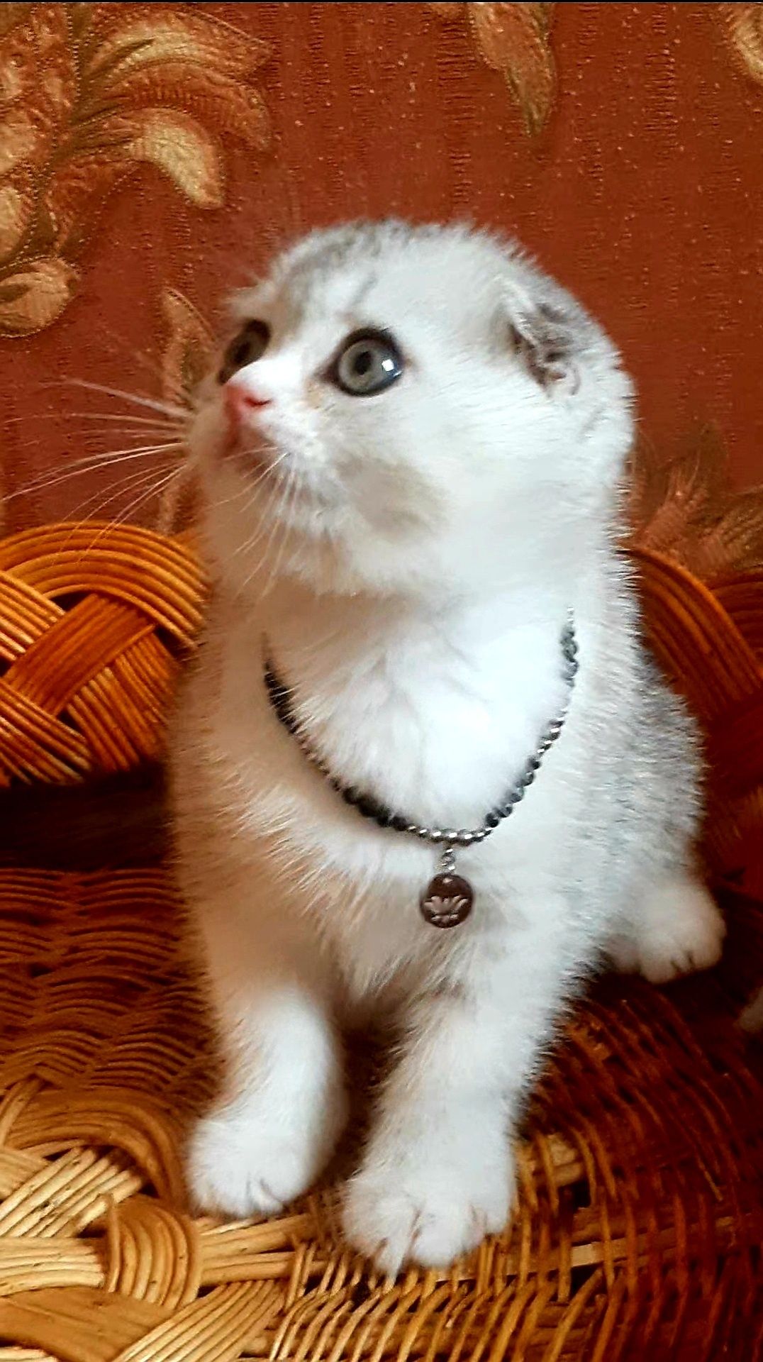 котята разные страйты и фолды