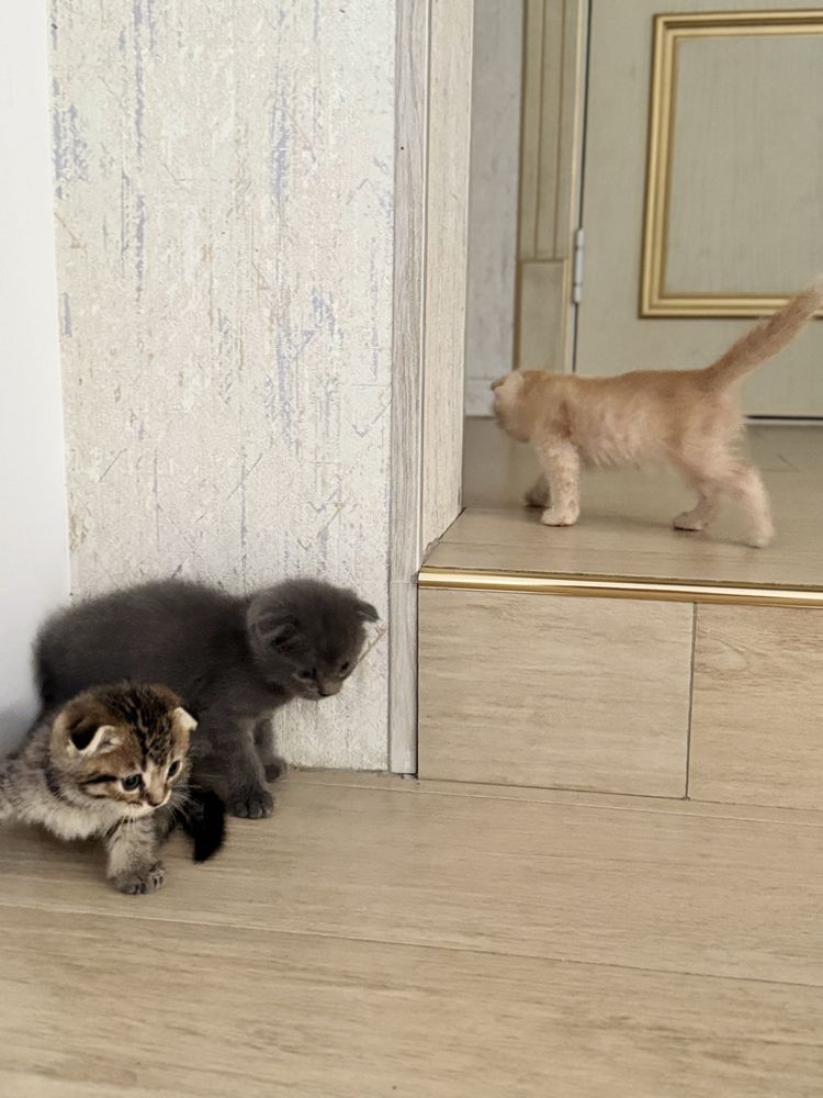 Продаются вислоухие котята
