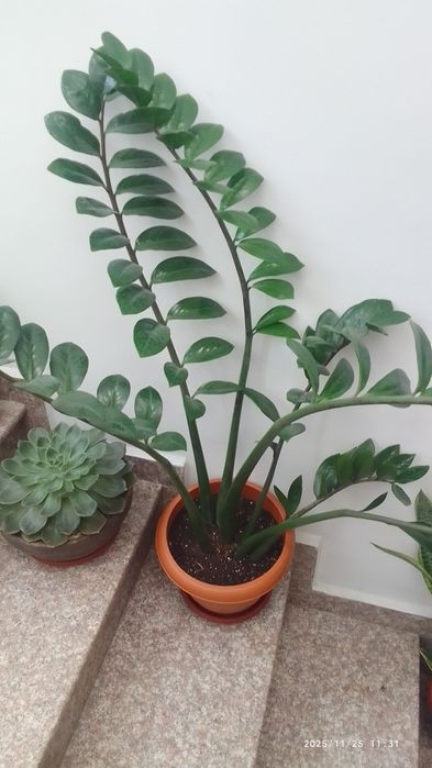 Замиокулкас/Ешеверия/Хавортия/Сансевиера/Красула/Лудизия/Амарилис