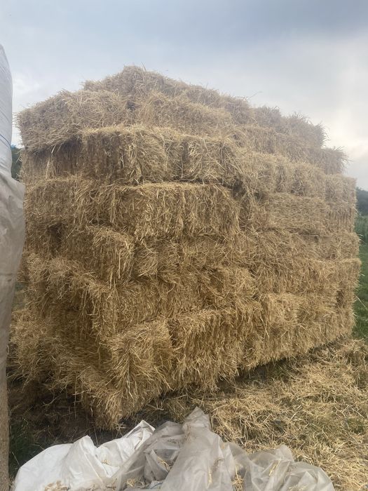 Baloti de paie de orzoaica