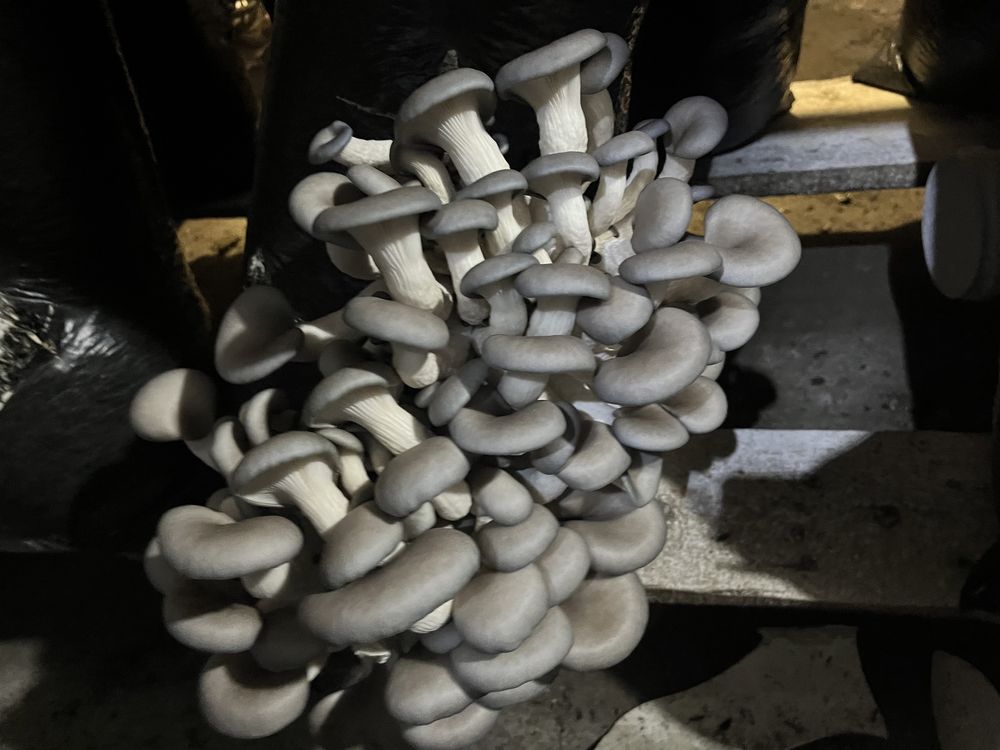 Грибная ферма ВИТАМИНиК реализует грибные брикеты