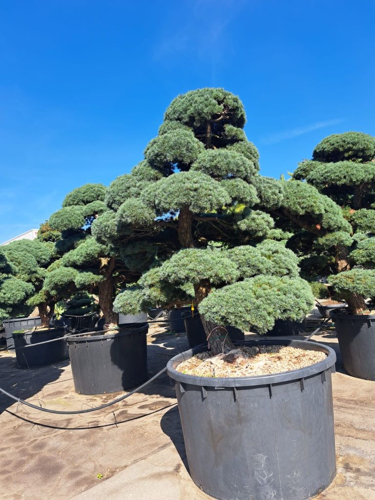 Avem o gamă mare de plante pe calea cisnadie lângă kaufland