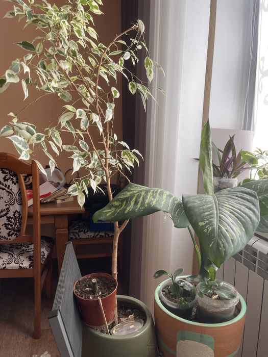 Продам Диффенбахию большую