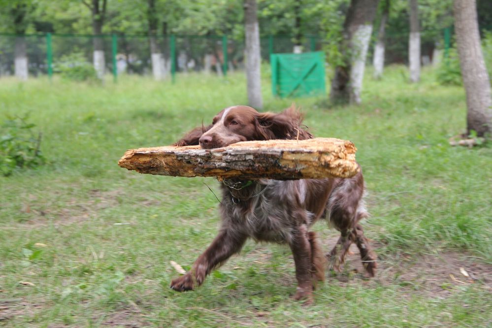 Русский Охотничий Спаниель Вязка.