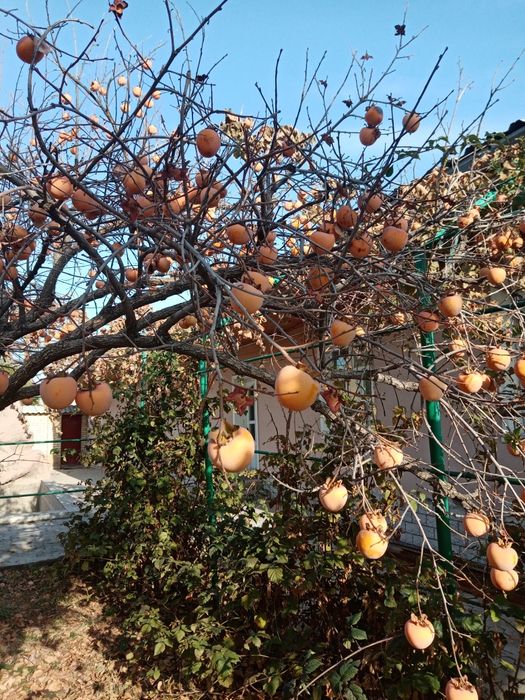 Хурма из дерева продаётся