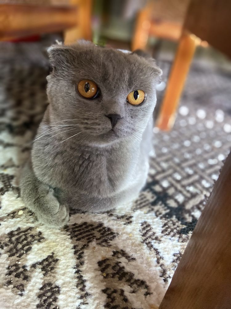 СРОЧНО ПРОДАЕТСЯ шотландская вислоухая (Scottish Fold).