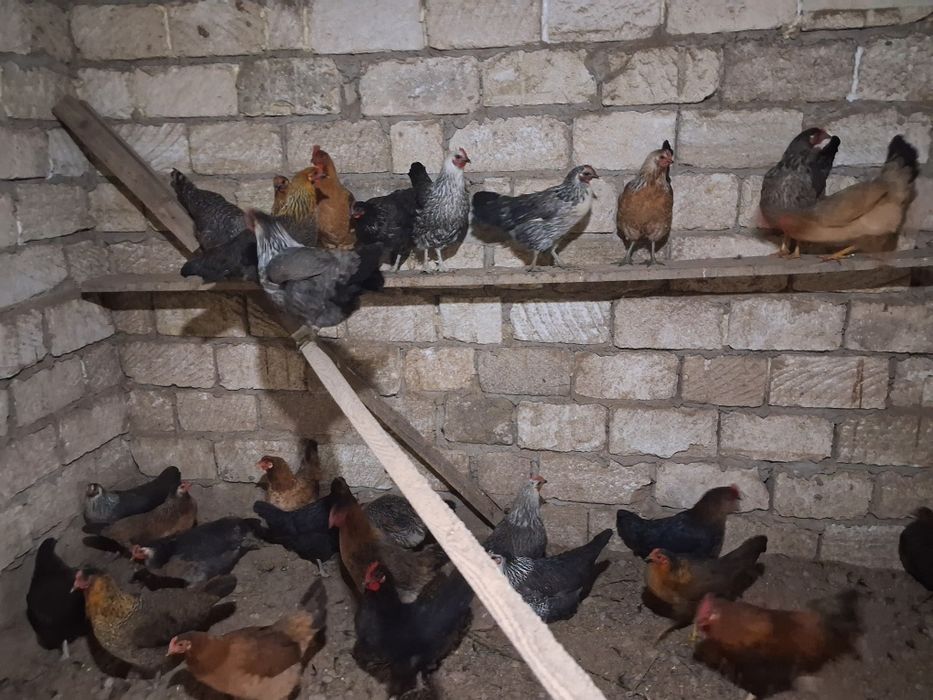 Продам домашних курей