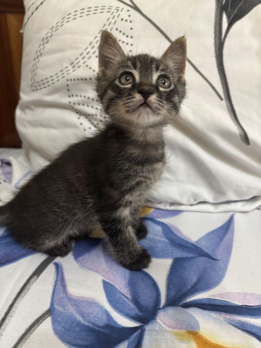 Отдам котенка в добрые руки