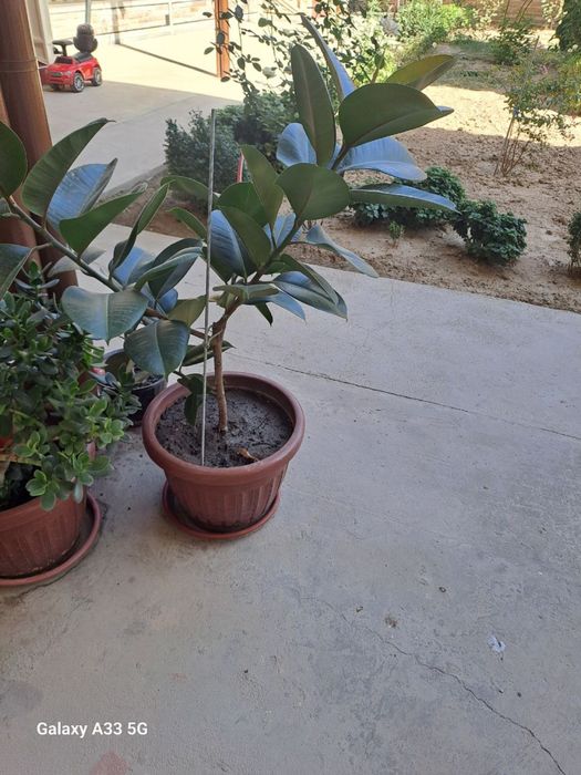 Цветы в идеальном состоянии