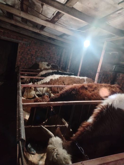 Продаётся крупный рогатый скот вместе с телятами