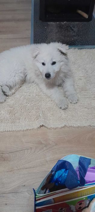 Швейцарска бяла овчарка