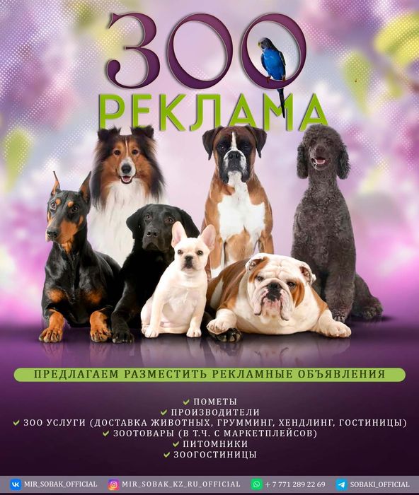 Продажа щенки, собаки