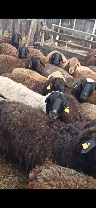 Продам баран оптом